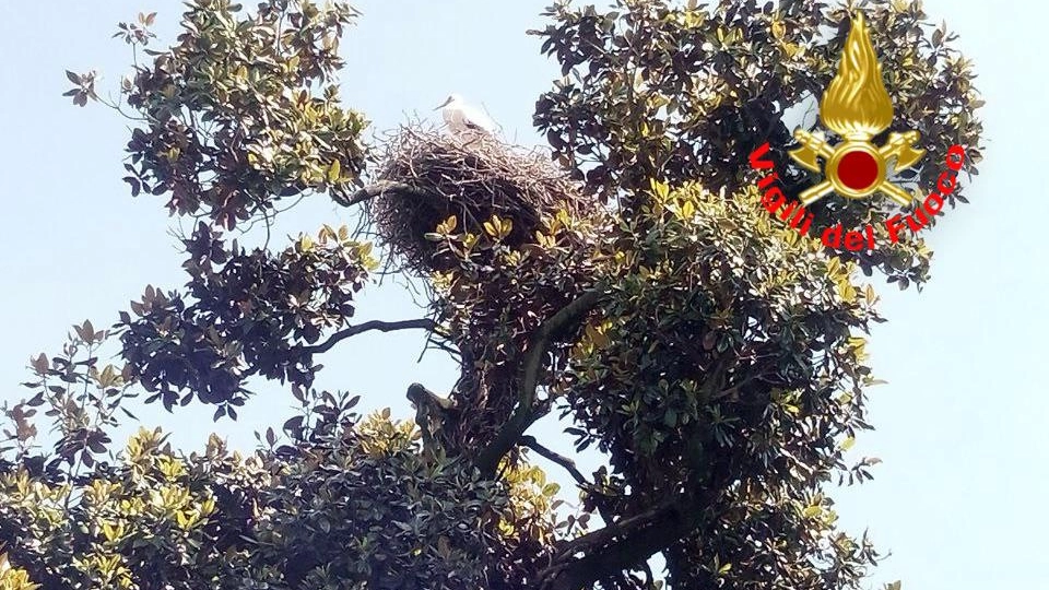 L'albero che ospita il nido precipitato L'albero che ospita il nido precipitato