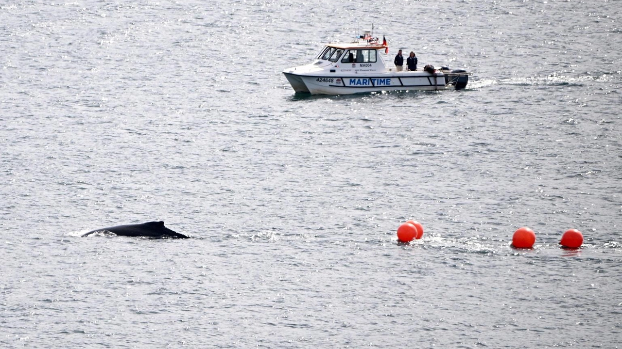 Il cetaceo si è allontanato dalla sua abituale rotta migratoria Il cetaceo si è allontanato dalla sua abituale rotta migratoria