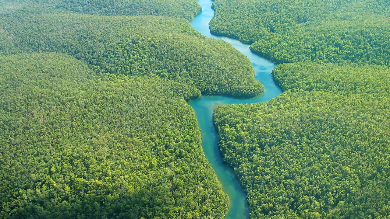 Veduta aerea della foresta amazzonica