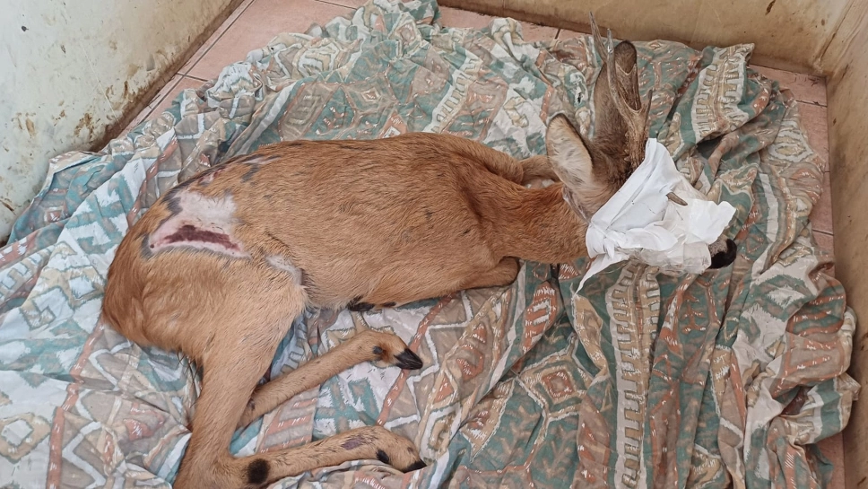 Il capriolo ferito ma liberato Il capriolo ferito ma liberato