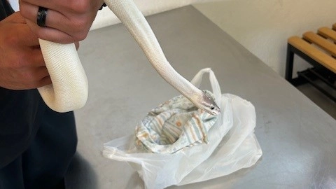 Il pitone reale albino sequestrato in un'auto, in dogana a Chiasso Il pitone reale albino sequestrato in un'auto, in dogana a Chiasso
