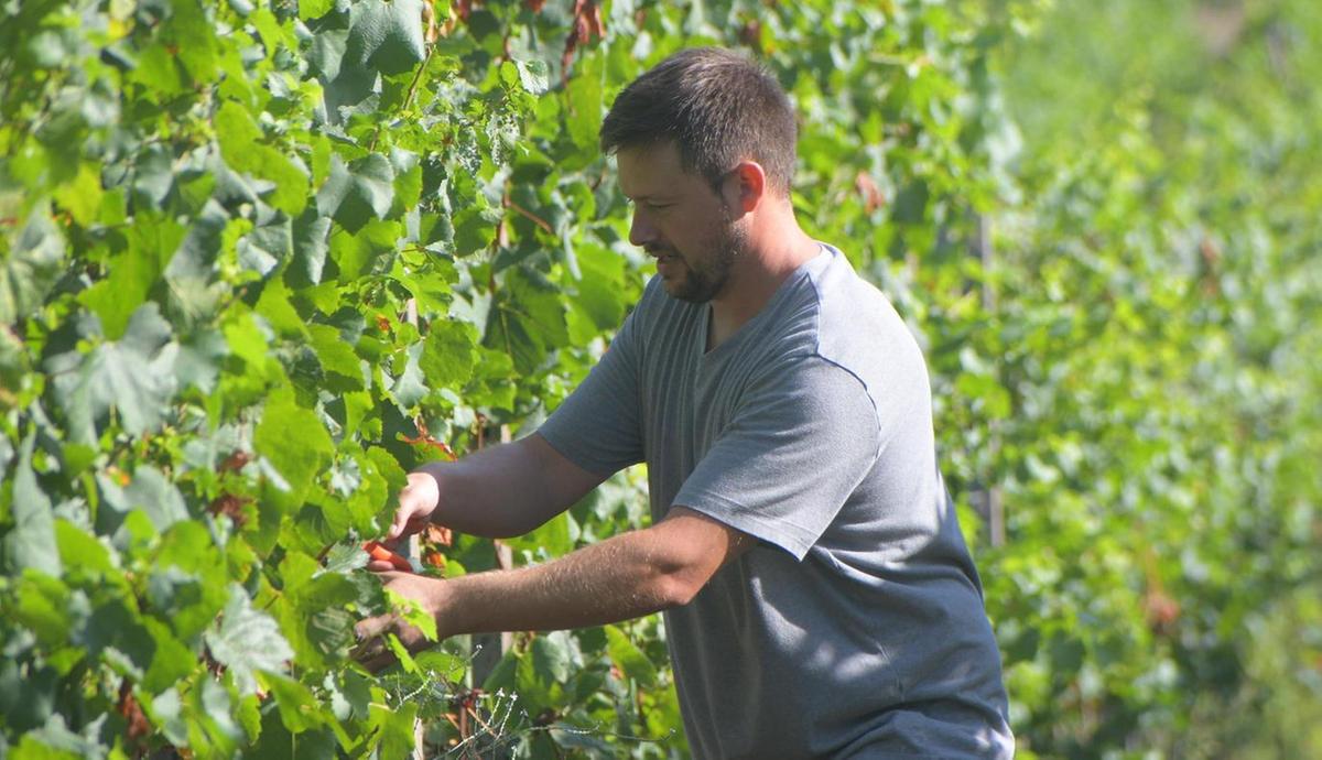 terre d8217oltrep242 parte la vendemmia pi249 triste della storia
