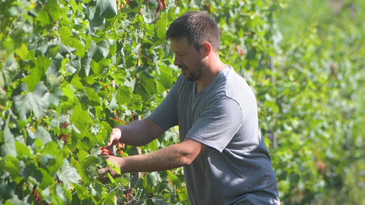 Sarà una vendemmia diversa da tutte le altre con la crisi della Cooperativa Terre d’Oltrepo Sarà una vendemmia diversa da tutte le altre con la crisi della Cooperativa Terre d’Oltrepo