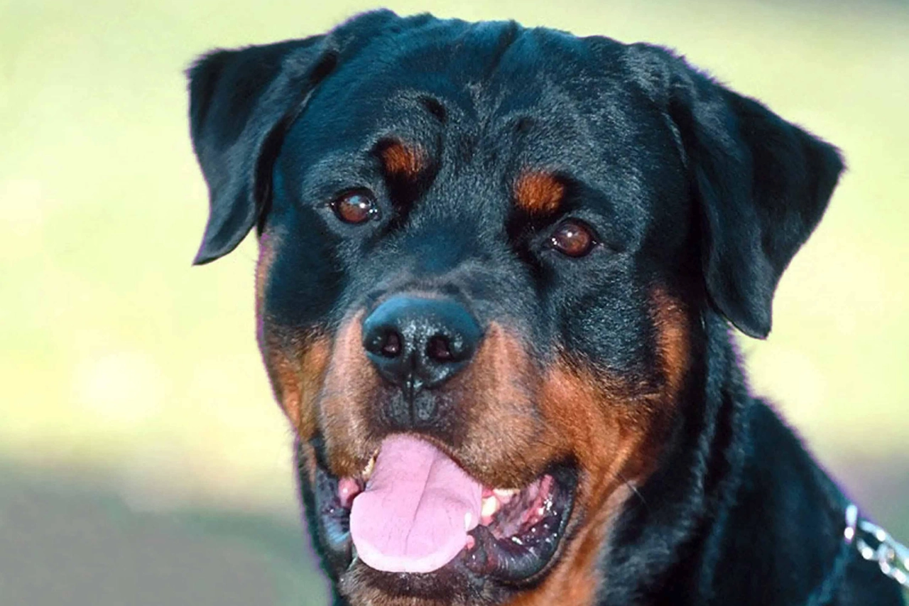 A rottweiler
