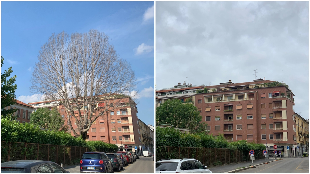 L’ultimo gigante abbattuto è stato il grande platano all’interno del giardino della scuola elementare Morosini, tra via Anfossi e via Morosini L’ultimo gigante abbattuto è stato il grande platano all’interno del giardino della scuola elementare Morosini, tra via Anfossi e via Morosini