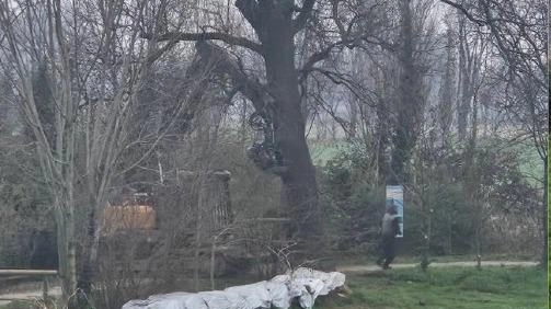 La grande quercia del sentiero dei Livelli, da decenni una sorta di gigante silenzioso, guardiana di una delle aree di...