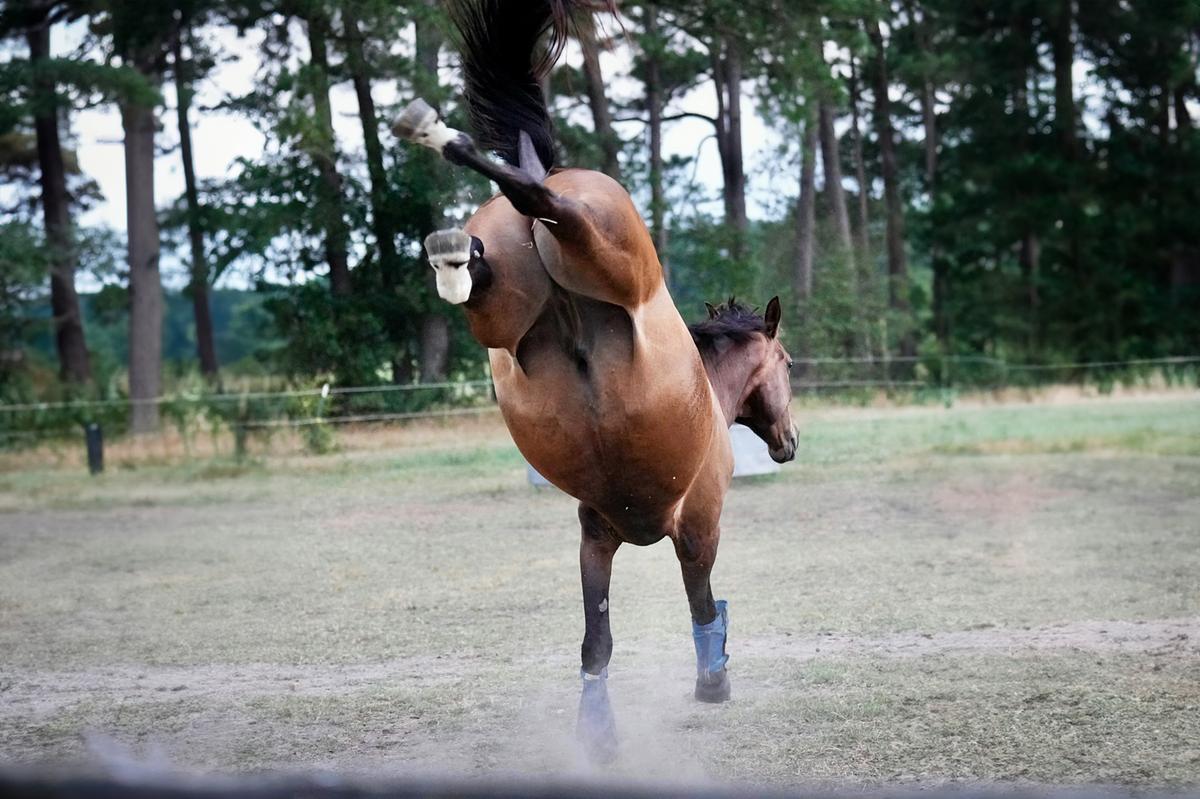 Colpito dagli zoccoli di un cavallo a Inzago: lavoratore di 60 anni in condizioni critiche Colpito dagli zoccoli di un cavallo a Inzago: lavoratore di 60 anni in condizioni critiche