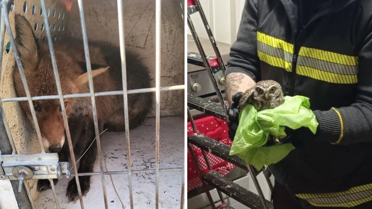 La volpe salvata nelle campagne di San Martino in Strada e la civetta che cercava tepore nel Basso Lodigiano La volpe salvata nelle campagne di San Martino in Strada e la civetta che cercava tepore nel Basso Lodigiano