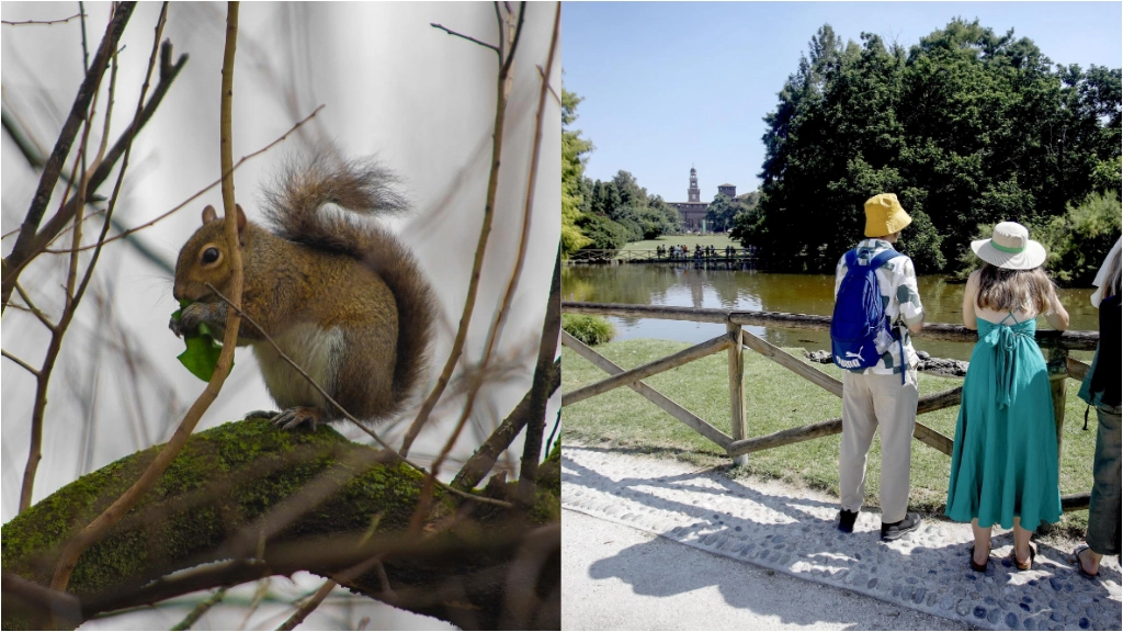 Uno scoiattolo e il parco Sempione di Milano, una delle aree dove saranno posizionati i cartelli di divieto di nutrire gli animali selvatici Uno scoiattolo e il parco Sempione di Milano, una delle aree dove saranno posizionati i cartelli di divieto di nutrire gli animali selvatici