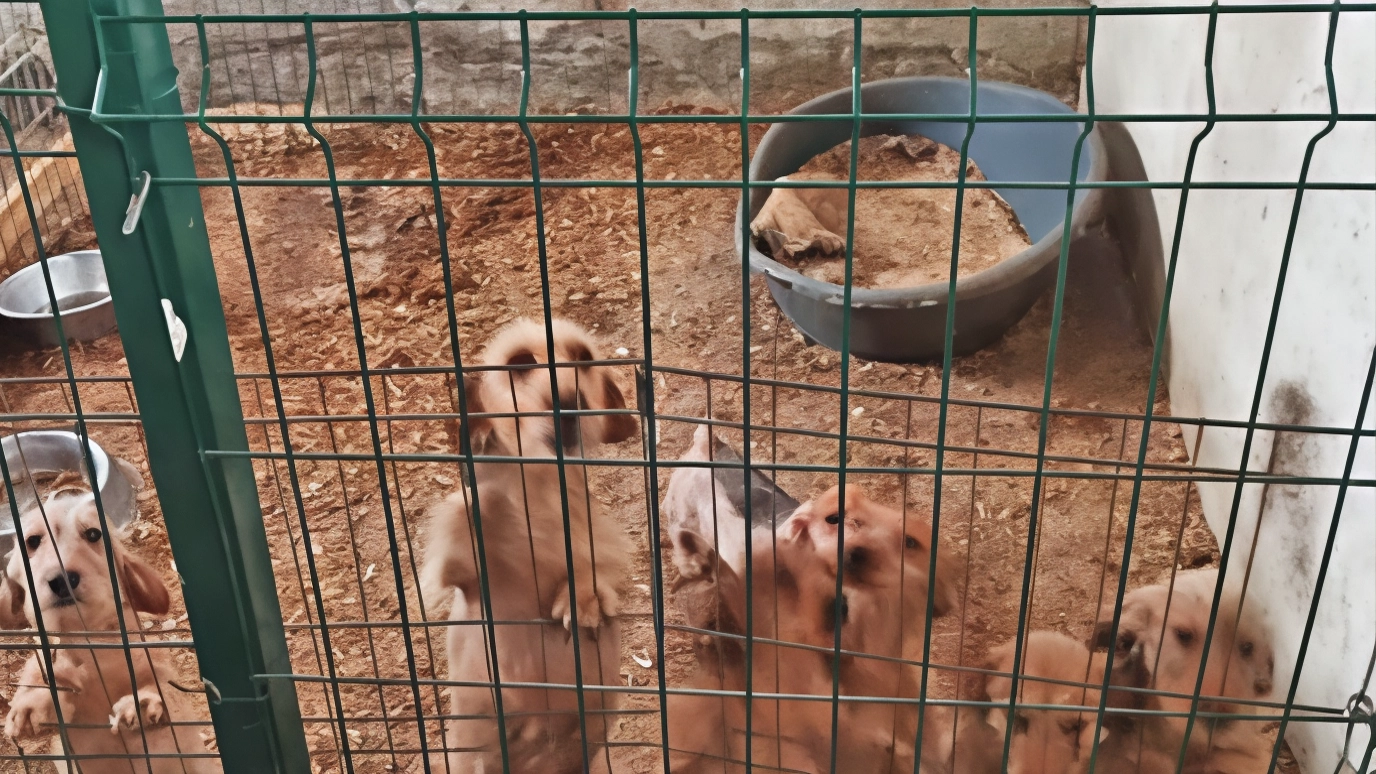 Un allevamento abusivo di cani di piccola taglia è stato smantellato a Bariano, Bassa bergamasca. 30 bassotti sequestrati insieme ad altri animali.