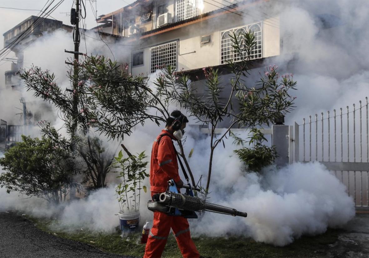 Zanzare e nuovi casi di Dengue: bonifica straordinaria in via Timavo Zanzare e nuovi casi di Dengue: bonifica straordinaria in via Timavo