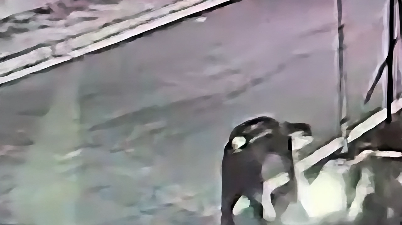 Un ragazzo di 22 anni di Cassina Rizzardi è stato denunciato per due incendi dolosi a Fino Mornasco. Le indagini si sono basate su video e testimonianze. Motivazioni ancora sconosciute. Un ragazzo di 22 anni di Cassina Rizzardi è stato denunciato per due incendi dolosi a Fino Mornasco. Le indagini si sono basate su video e testimonianze. Motivazioni ancora sconosciute.