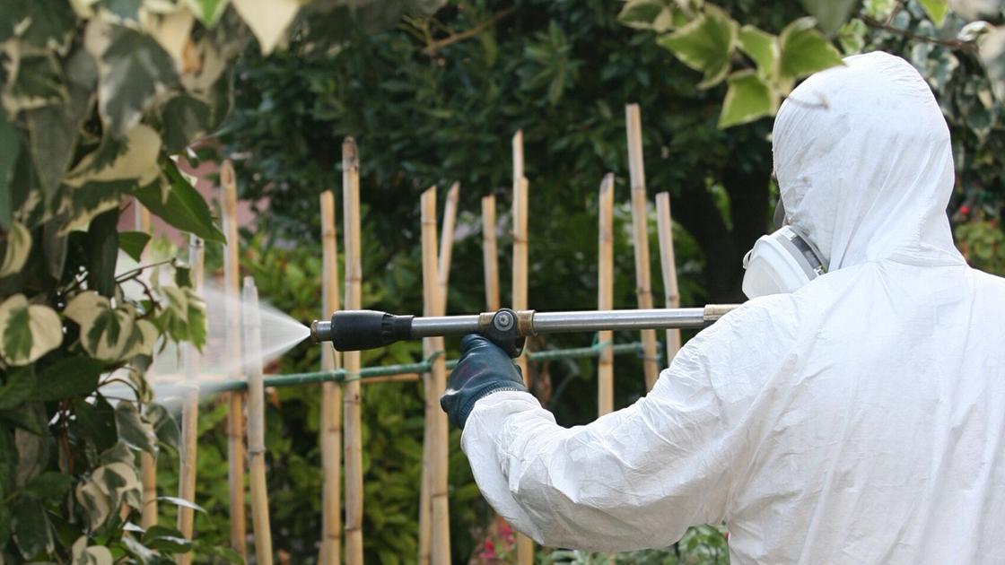 Legnano, primo caso d’infezione Chicungunya trasmesso da una zanzara: scatta la disinfestazione