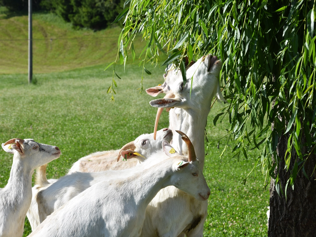Capre che producono latte in montagna