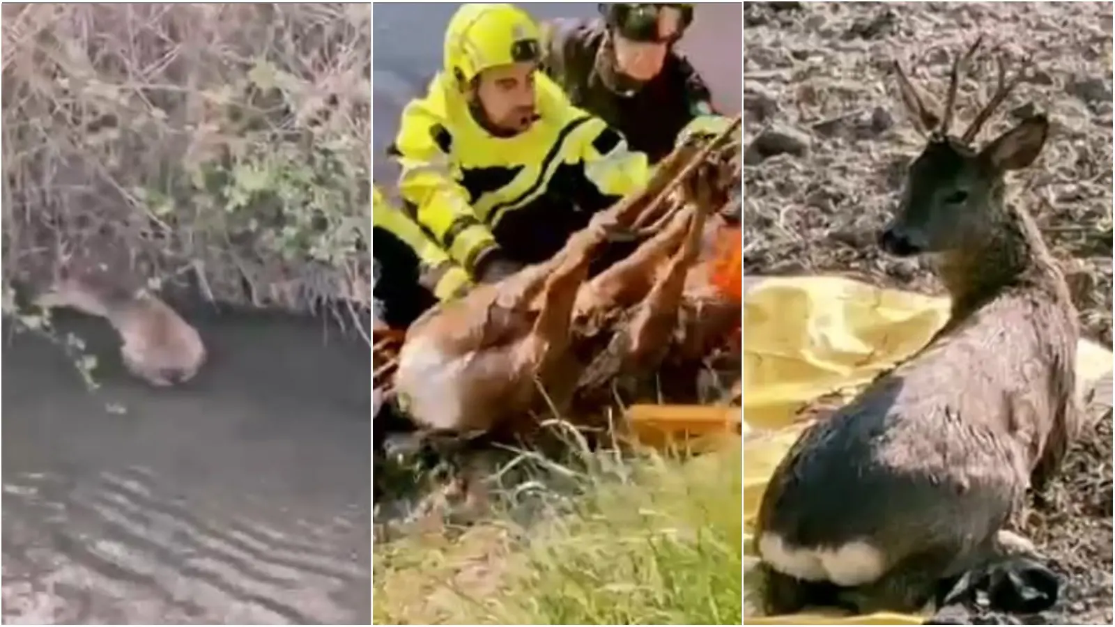 Zibido San Giacomo, capriolo intrappolato in un canale: salvato e rimesso in libertà