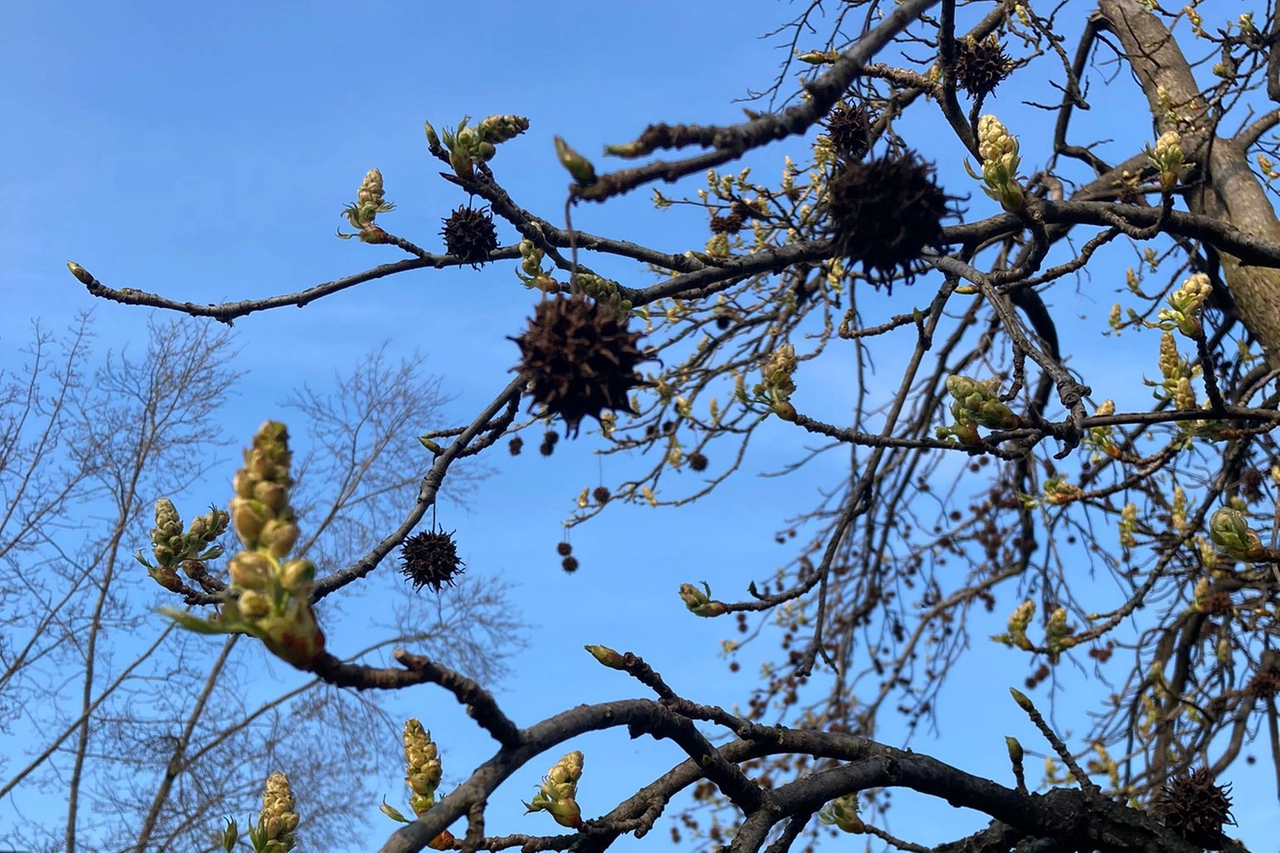 Liquidambar, Orto Botanico Città Studi, Milano