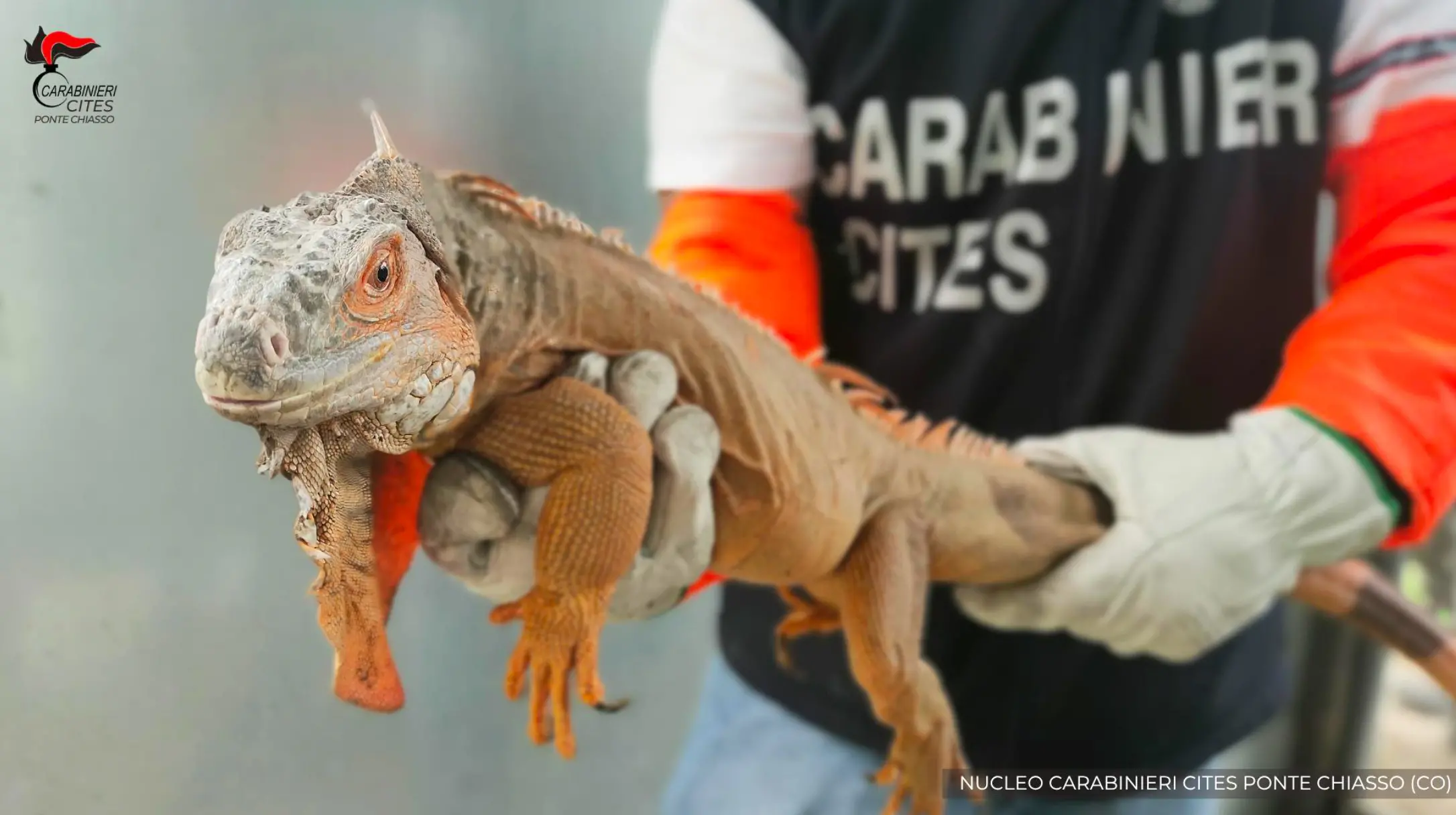 Como: iguana nel salotto di una casa privata, scattano confisca e multa da 40mila euro