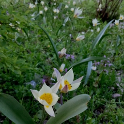Orticola 2025, Milano celebra l’amore per piante e fiori. Cosa vedere, info e biglietti