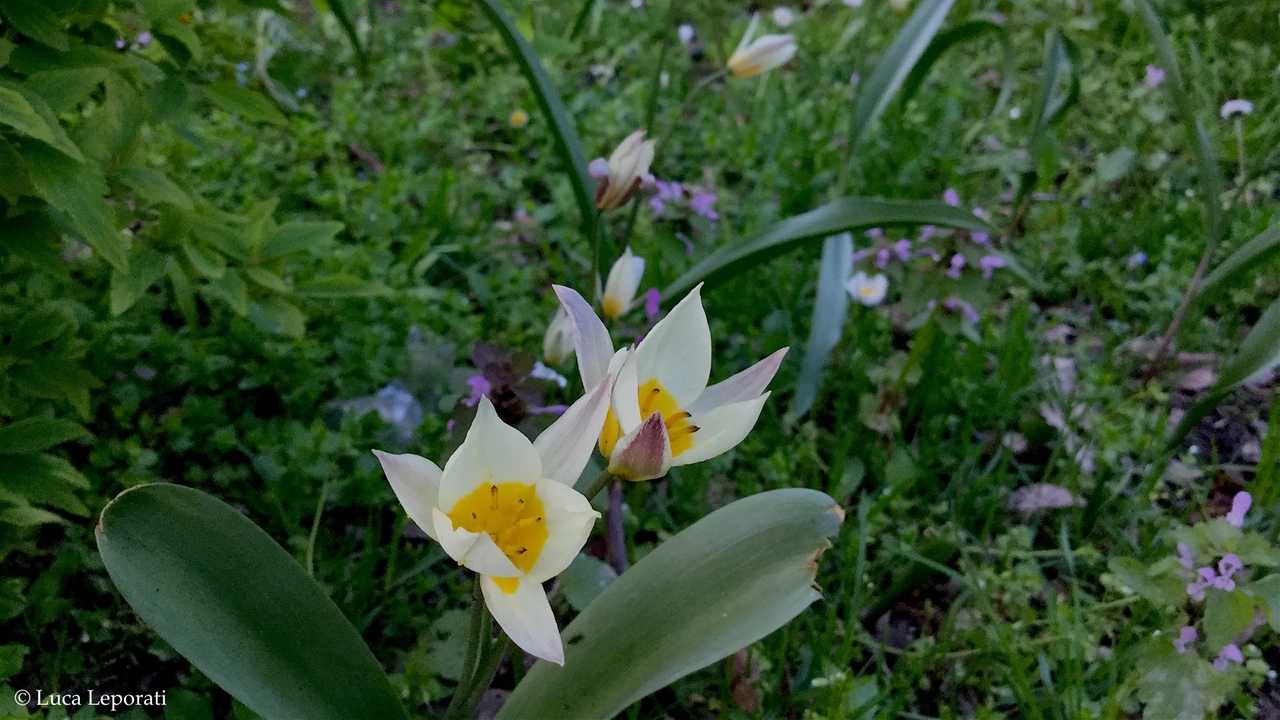 Uno degli interventi di Orticola per Milano: tulipano turkestanica al Giardino Perego (ph. Orticola Courtesy-Luca-Leporati) Uno degli interventi di Orticola per Milano: tulipano turkestanica al Giardino Perego (ph. Orticola Courtesy-Luca-Leporati)