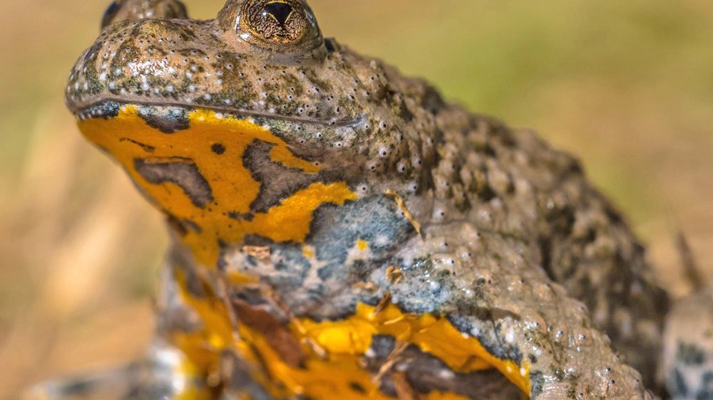 La bombina variegata, nota come ululone dal ventre giallo