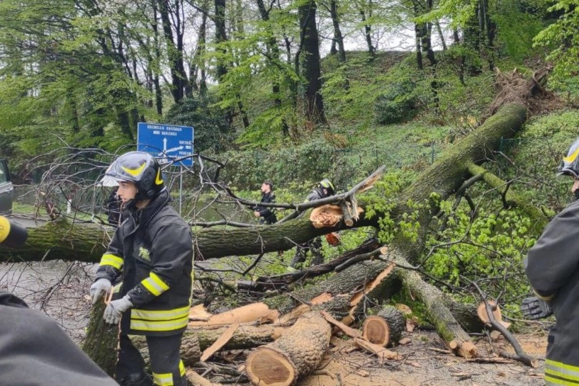 Un albero caduto in strada per il maltempo