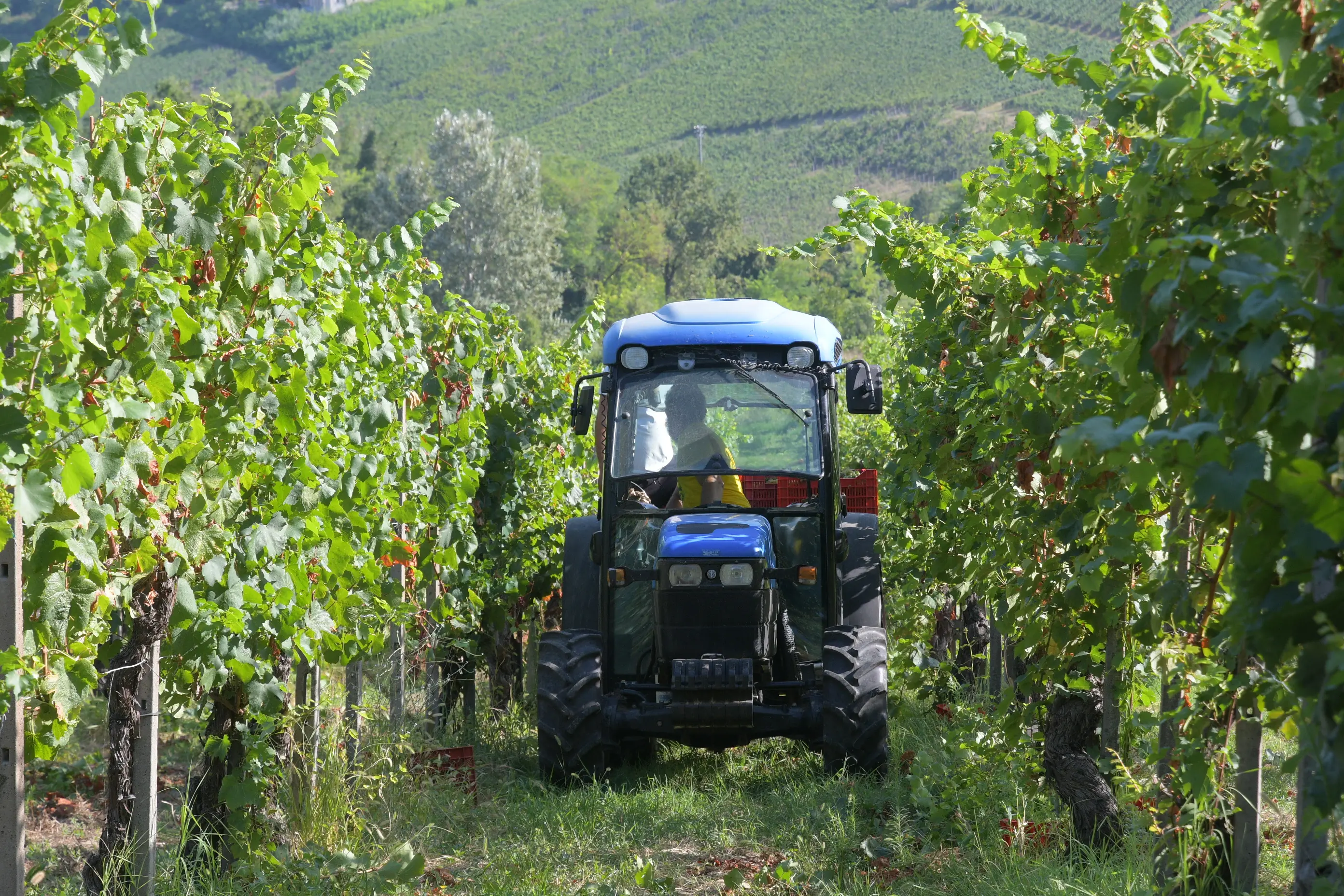 Terre d’Oltrepò nei guai: “Cantine a rischio chiusura, istituzioni disinteressate”