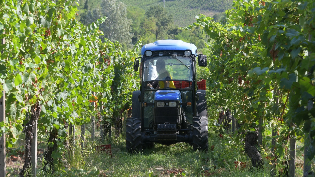 I vigneti nell'Oltrepo Pavese