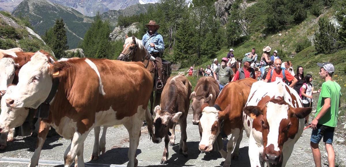 Dalla valle agli alpeggi. La mandria di mucche scortata dai cavalieri. Rivive il rito di una volta Dalla valle agli alpeggi. La mandria di mucche scortata dai cavalieri. Rivive il rito di una volta