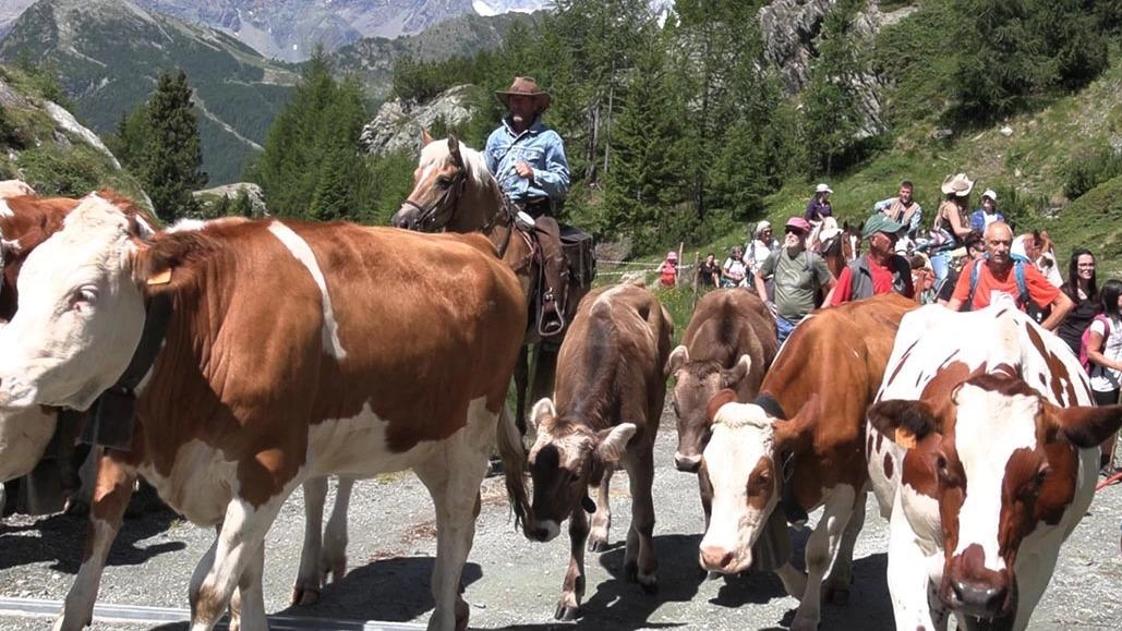 La transumanza dal Maggengo di Ponte di Lanzada all’Alpe Campagneda pratica antica che l’Unesco ha inserito nel Patrimonio culturale immateriale. La transumanza dal Maggengo di Ponte di Lanzada all’Alpe Campagneda pratica antica che l’Unesco ha inserito nel Patrimonio culturale immateriale.