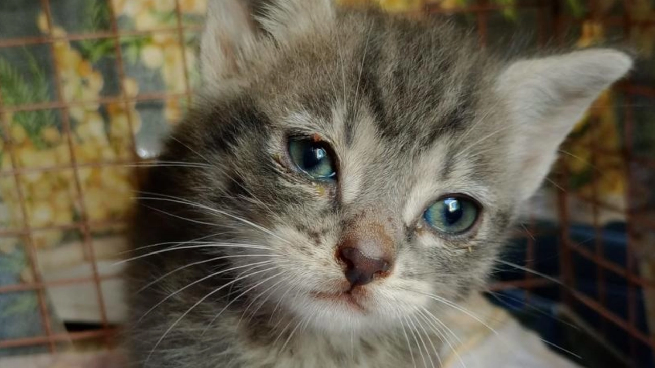 Il gattino salvato Il gattino salvato