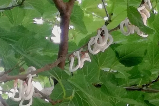 Takahashia japonica è una cocciniglia e crea dei filamenti bianchi tra gli alberi