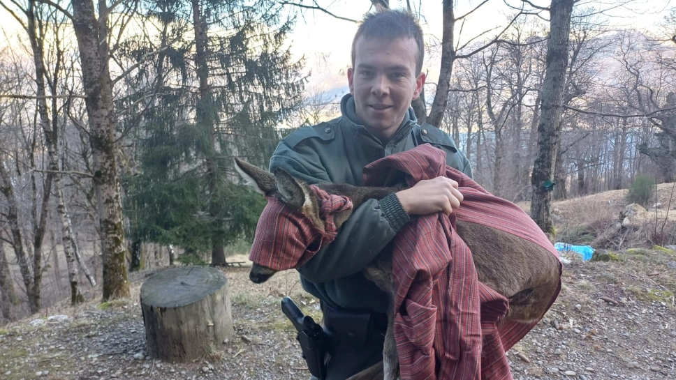 Il salvataggio di un capriolo Il salvataggio di un capriolo