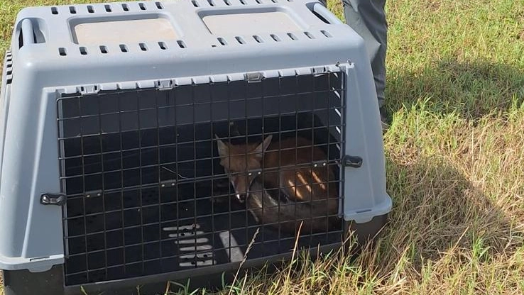 Il ritorno in libertà della volpe curata all'Oasi Wwf