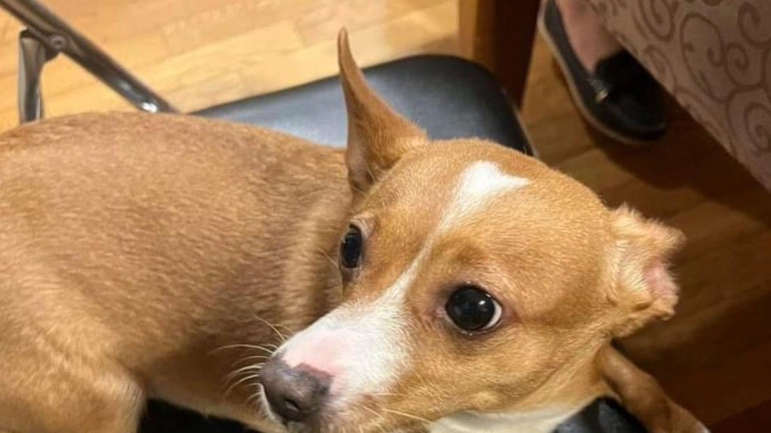La cagnolina Guendalina aveva cinque anni La cagnolina Guendalina aveva cinque anni