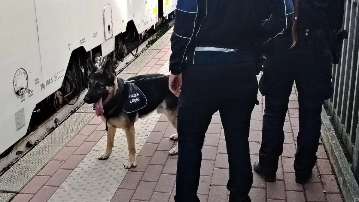 Agenti al lavoro con l’unità cinofila nelle stazioni: il suo fiuto ha aiutato a individuare il giovanissimo spacciatore e anche il suo coetaneo consumatore Agenti al lavoro con l’unità cinofila nelle stazioni: il suo fiuto ha aiutato a individuare il giovanissimo spacciatore e anche il suo coetaneo consumatore