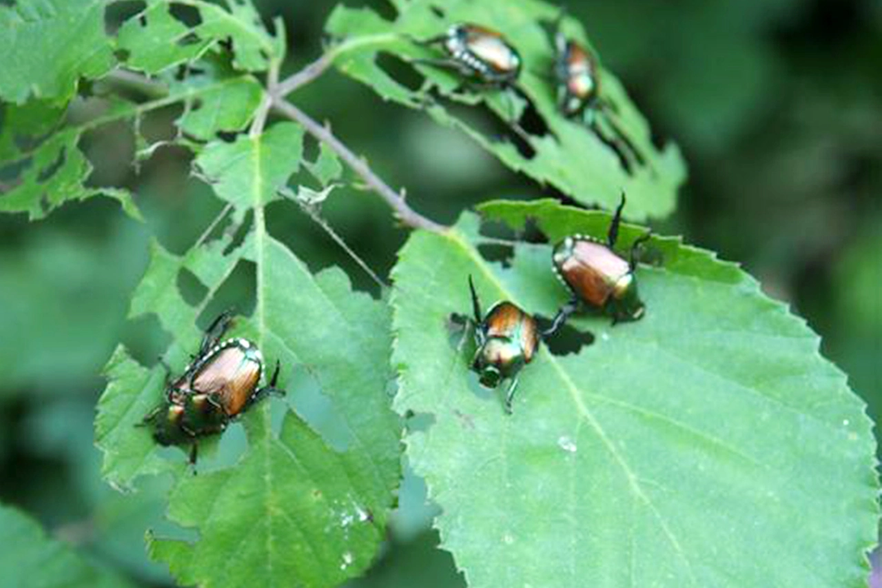 Il coleottero popillia japonica