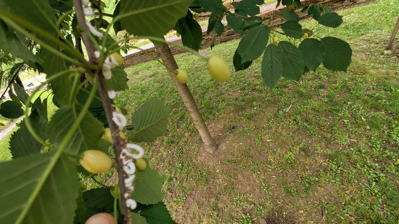 Il parassita che infesta gli alberi anche nel Giardino dei Giusti al Monte Stella Il parassita che infesta gli alberi anche nel Giardino dei Giusti al Monte Stella