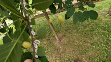 Alberi invasi da filamenti bianchi? È il parassita Takahashia japonica, ecco come segnalarlo