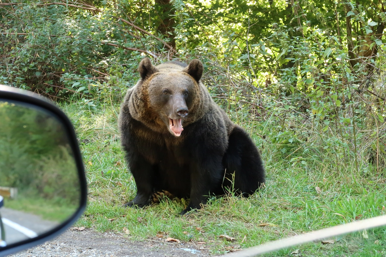 Un orso sull'autostrada Transfagarasan, in Romania