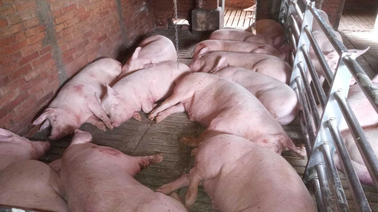 Le testimonianze degli allevatori di suini del territorio: ora siamo bloccati, ma le spese non si fermano. Già da maggio siamo stati costretti a vendere i nostri animali al 30-35% in meno del valore di mercato. Le testimonianze degli allevatori di suini del territorio: ora siamo bloccati, ma le spese non si fermano. Già da maggio siamo stati costretti a vendere i nostri animali al 30-35% in meno del valore di mercato.