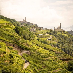 ViVa, Vini Valtellina: Sondrio celebra il Nebbiolo delle Alpi