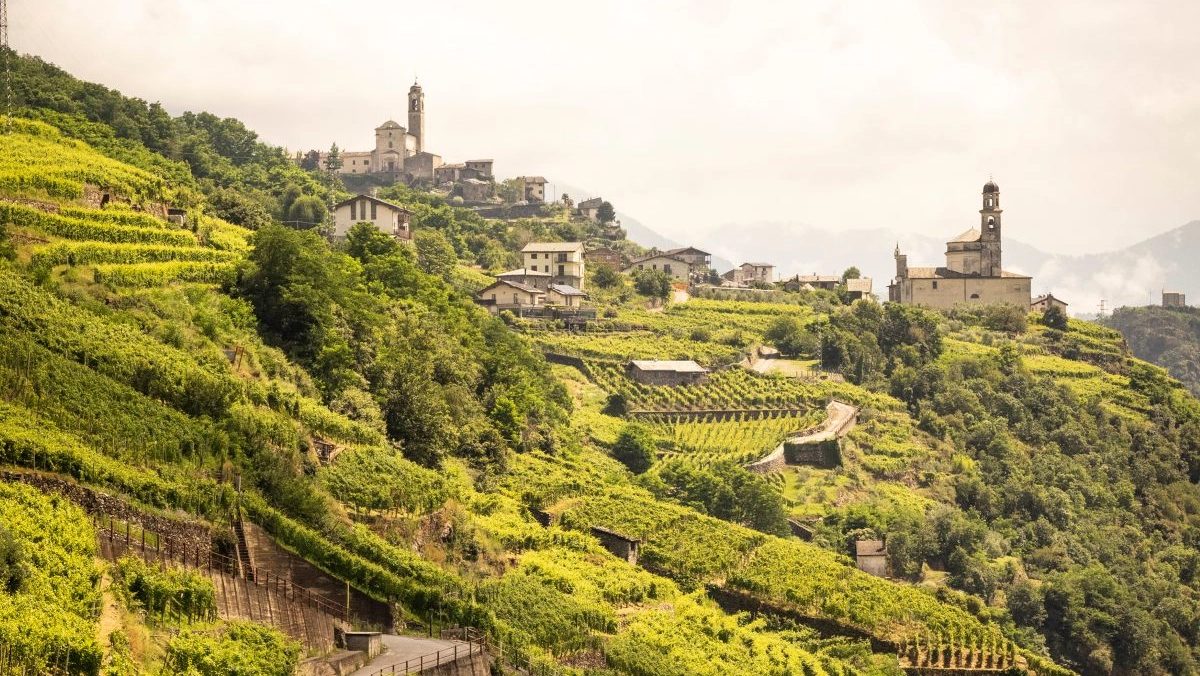 Paesaggio vinicolo valtellinese