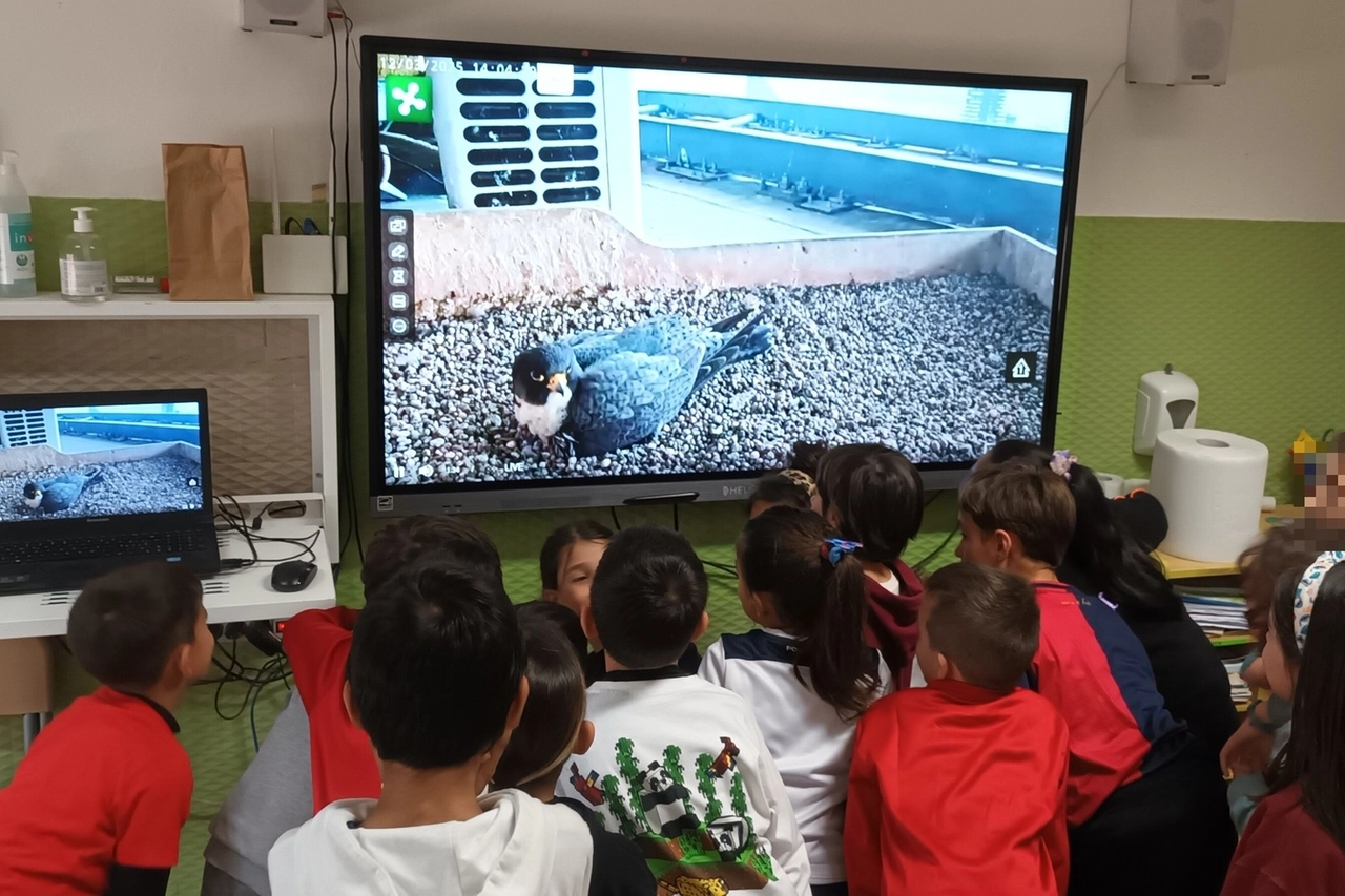Bimbi collegati da Cagliari, in questi giorni, per vedere i falchi pellegrino sul grattacielo di Milano (da Facebook Giò&Giulia Falchi Pellegrini a Milano - Community)