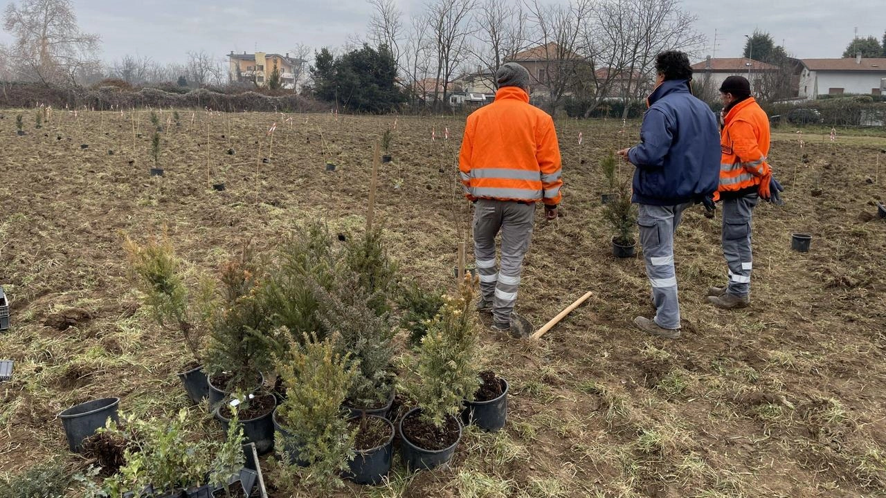 Nonostante le difficoltà emerse in alcuni comuni, il progetto Forestami, che punta a piantare 3 milioni di alberi entro... Nonostante le difficoltà emerse in alcuni comuni, il progetto Forestami, che punta a piantare 3 milioni di alberi entro...