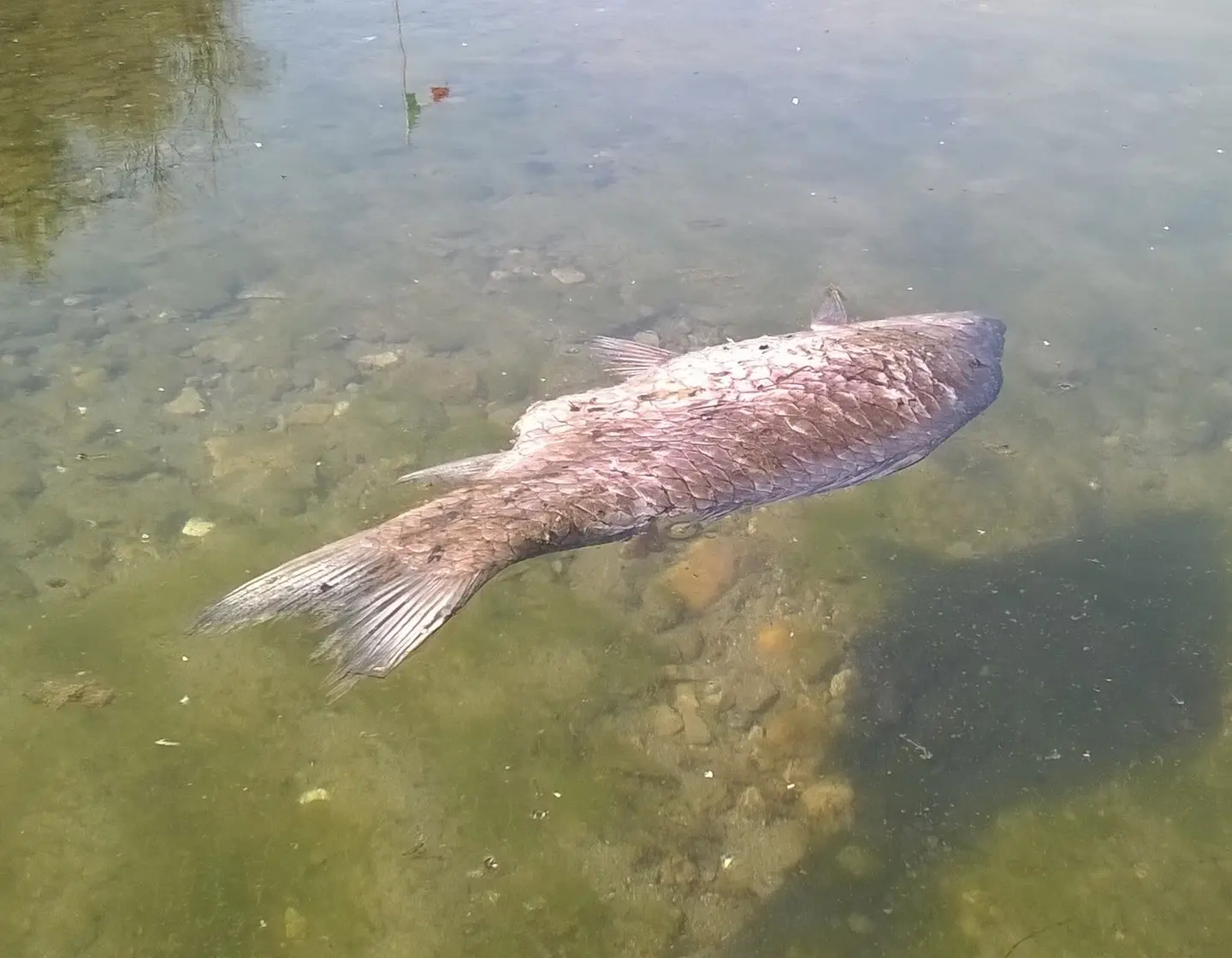 Lecco, strana moria di pesci nel lago di Pusiano: l’allarme ad Arpa