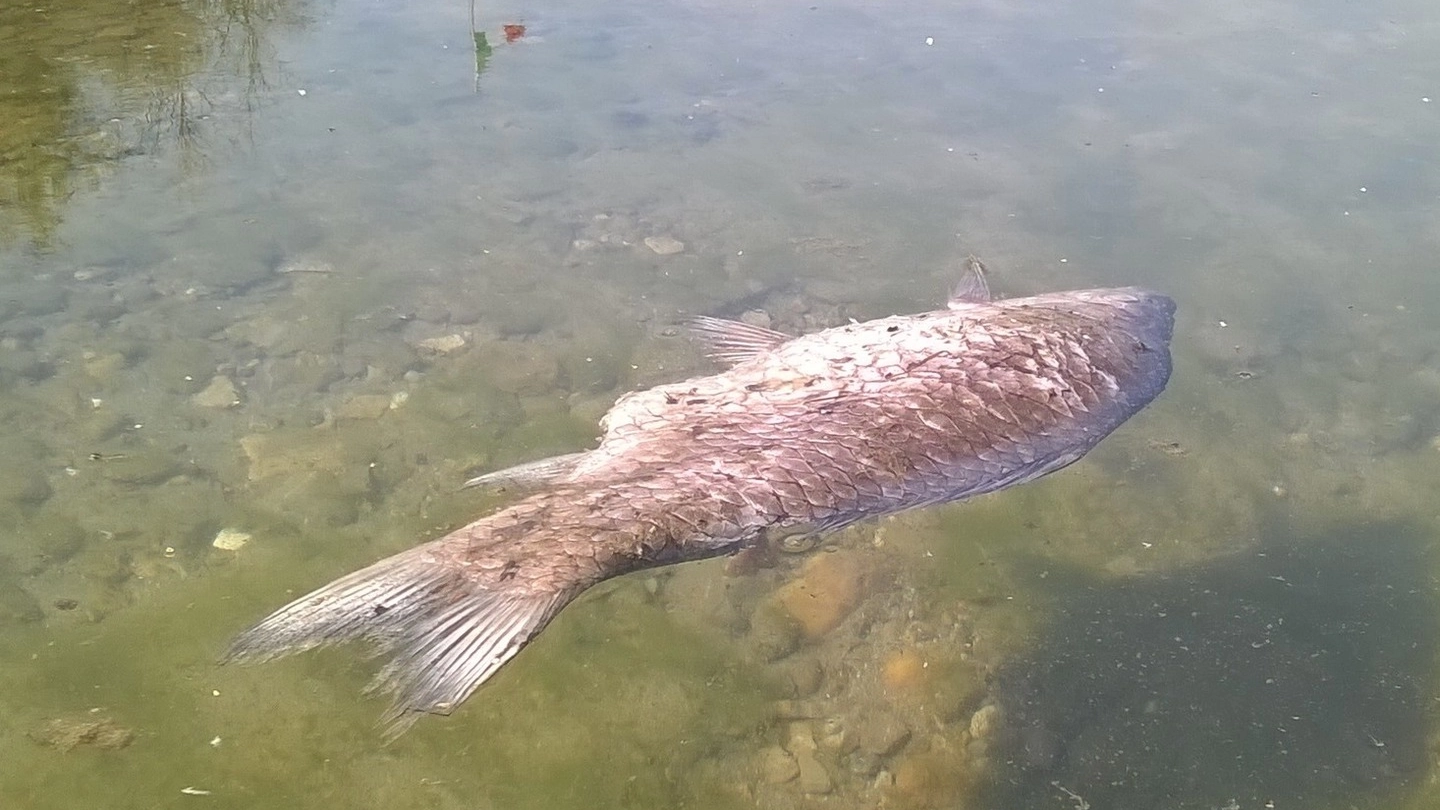 Moria di pesci nel lago di Pusiano