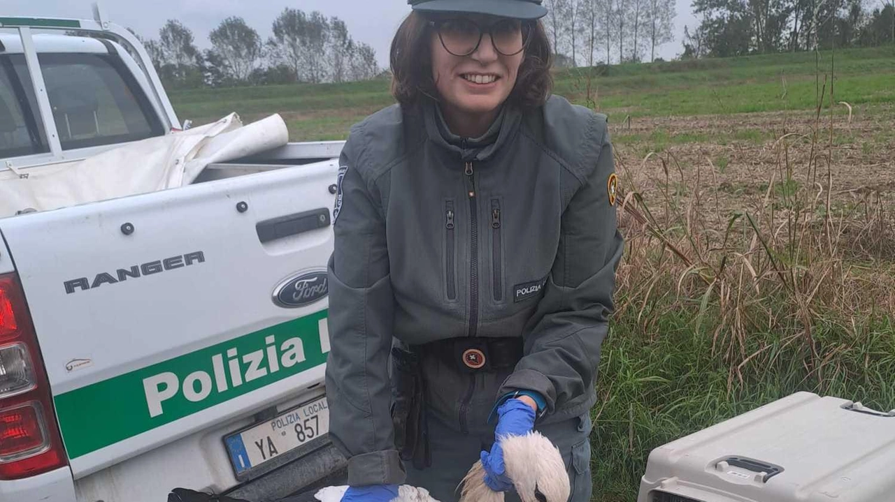 Il recupero di una cicogna da parte degli agenti della polizia provinciale lodigiana Il recupero di una cicogna da parte degli agenti della polizia provinciale lodigiana