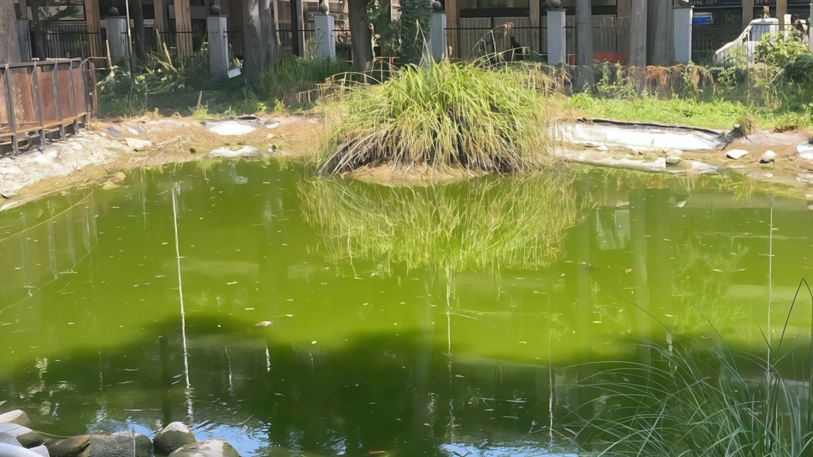 Laghetto di Villa Mylius: cantiere in corso in via Lamarmora Ambientalisti in campo a difesa di tartarughe e pesci Laghetto di Villa Mylius: cantiere in corso in via Lamarmora Ambientalisti in campo a difesa di tartarughe e pesci