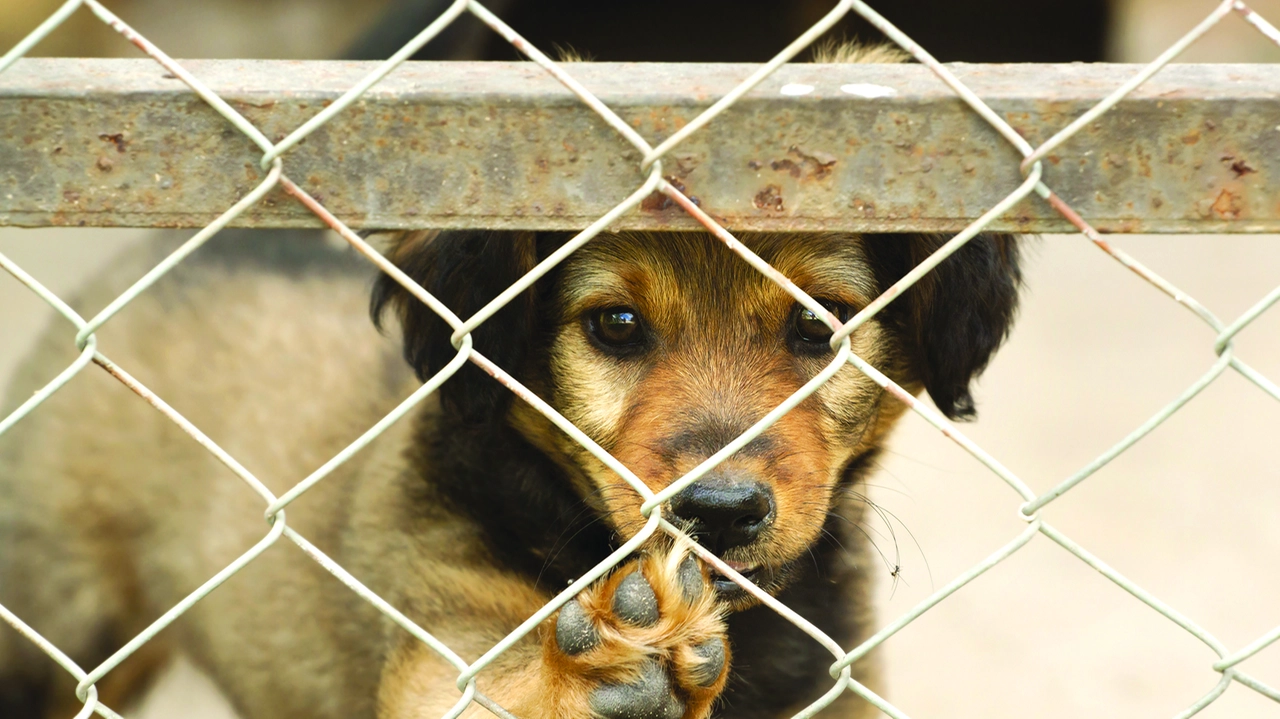 Molte realtà che si occupano di animali possono contare solo sulle donazioni