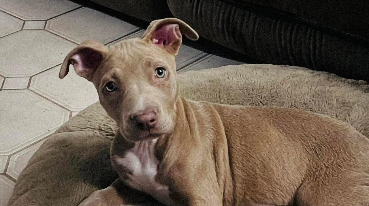 Sono diversi i casi di cani abbandonati riportati in questi mesi in Lombardia (foto di repertorio) Sono diversi i casi di cani abbandonati riportati in questi mesi in Lombardia (foto di repertorio)